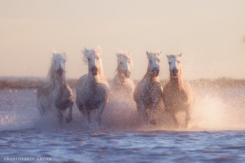 Камарг, Жеребцы, Франция, Ростовский, Камарг, Жеребцы, Франция фото превью