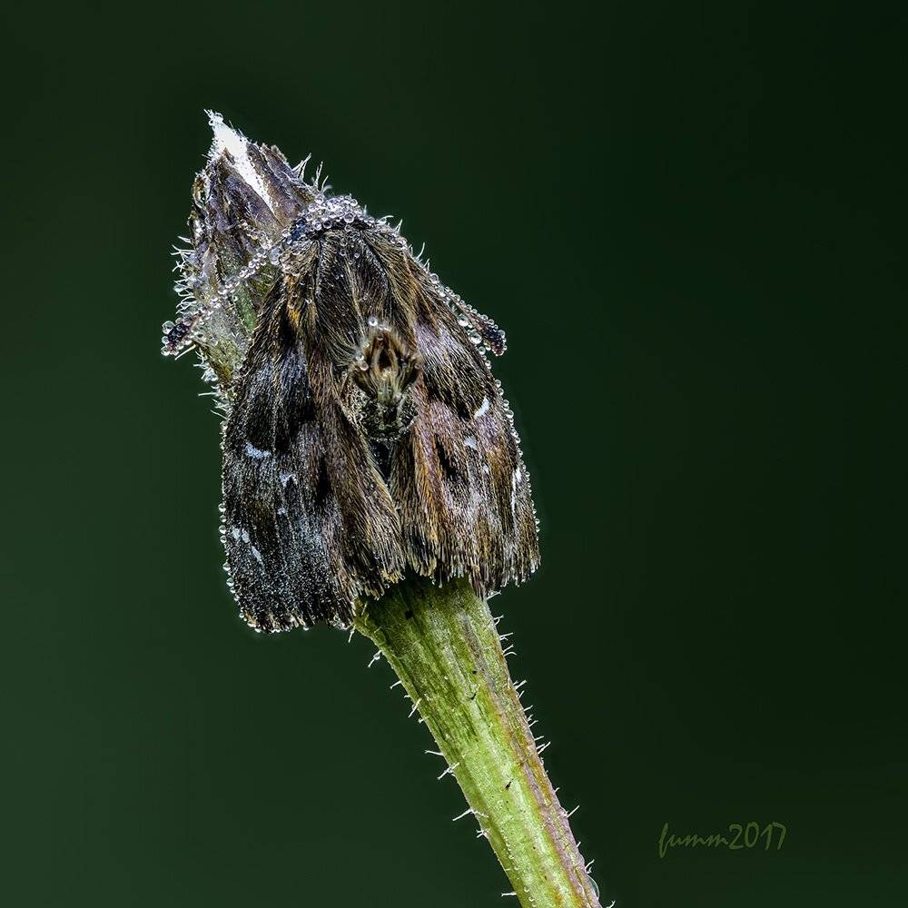 , Игорь ФУММ