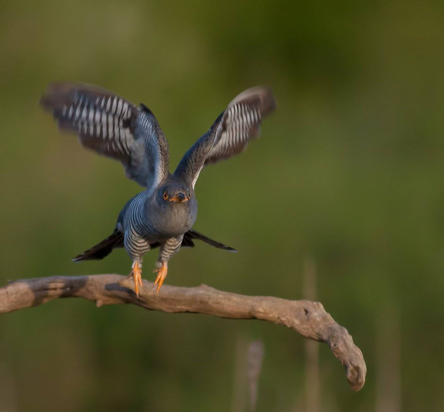 , Стефан Дянков