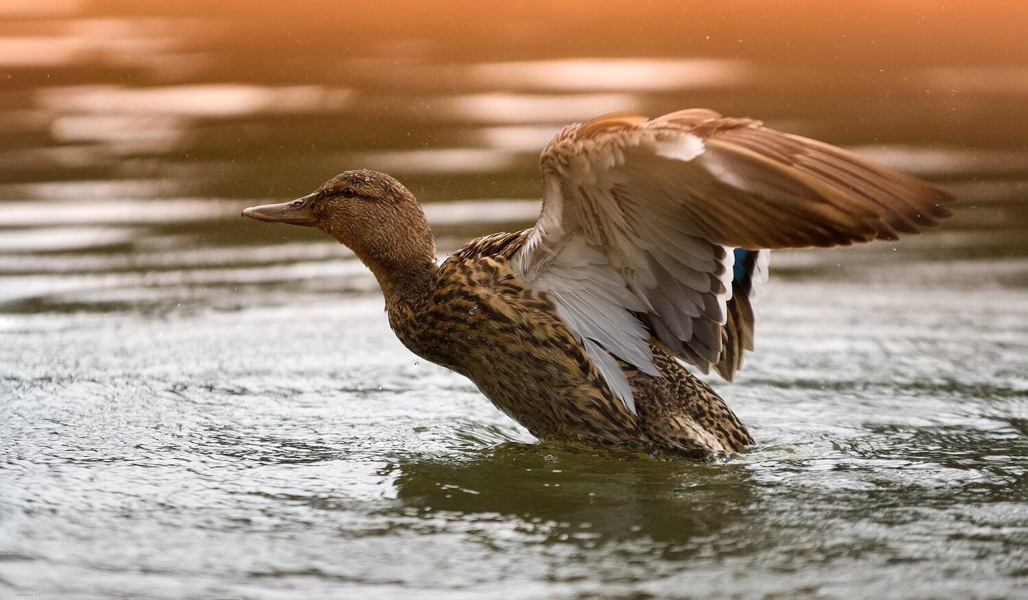 природа, лес, животные, птицы, Дмитрий Посевич