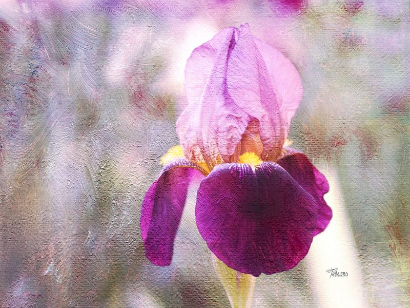 Ирисовое настроение фото превью