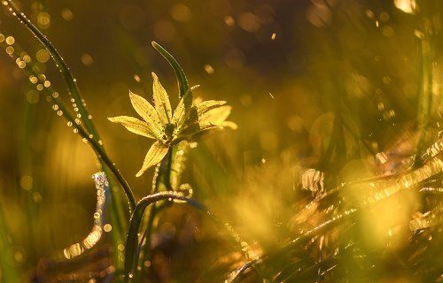 встречая весну