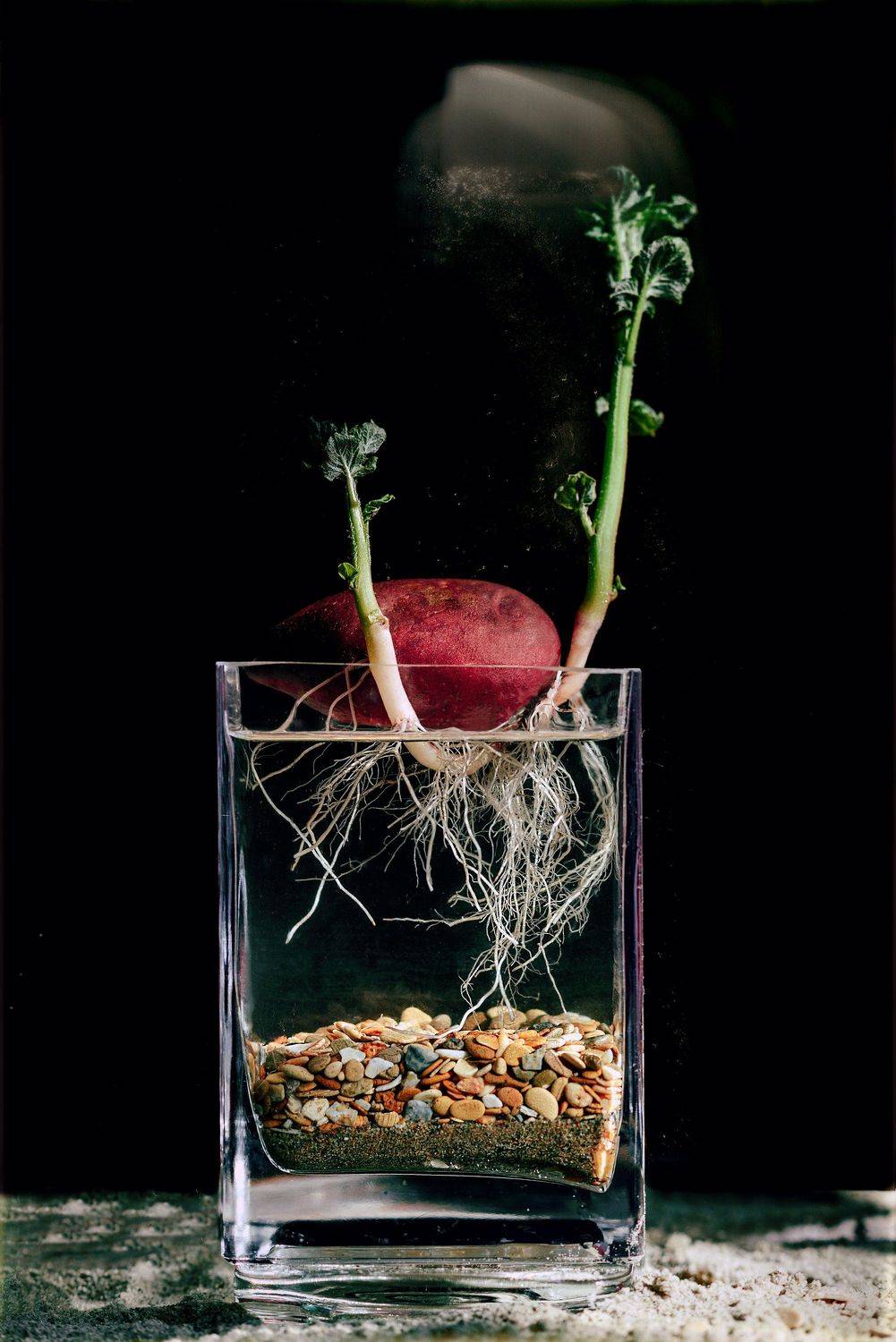 картофель, Владимир Симакин