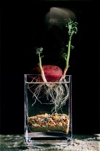 «Solanum tuberosum»