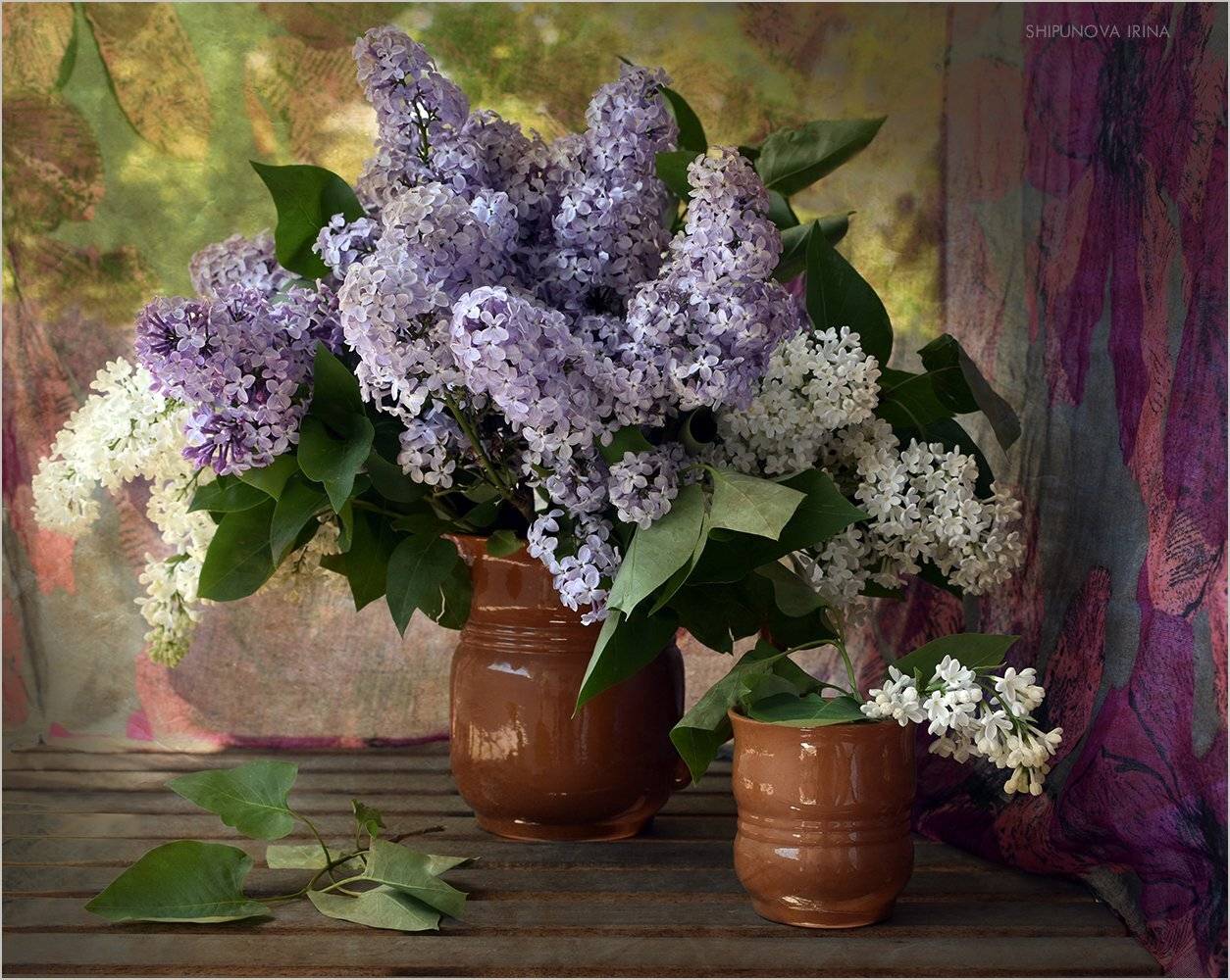 , Шипунова Ирина