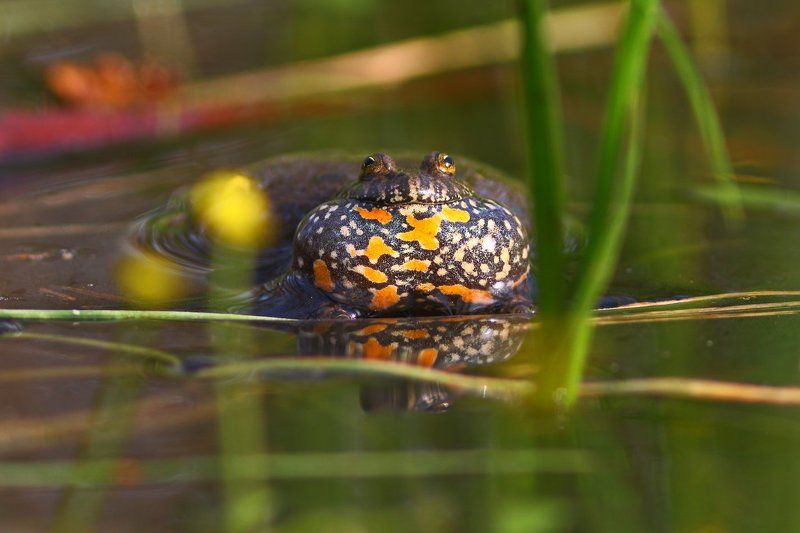 краснобрюхая, жерлянка, bombina, fire-bellied toad, кумка, червоночерева, самарский лес Кумка фото превью