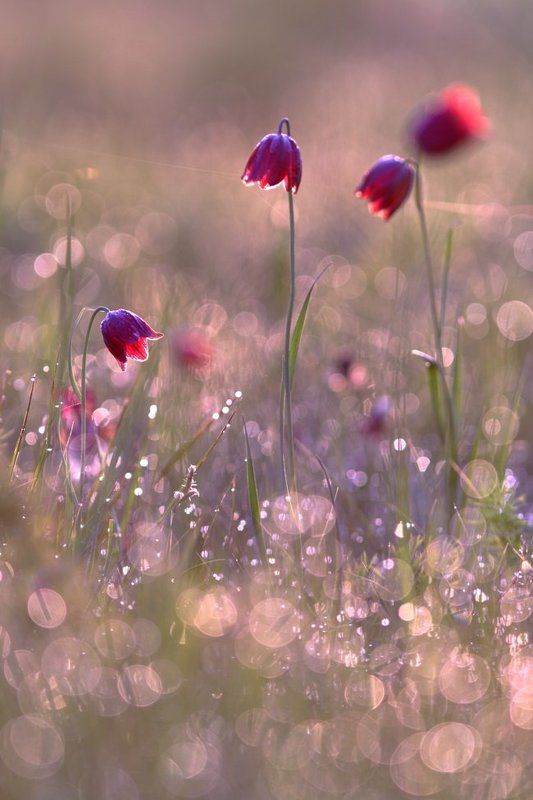 рябчик, малый, fritillaria, meleagroides, самарский лес В утренней росе фото превью