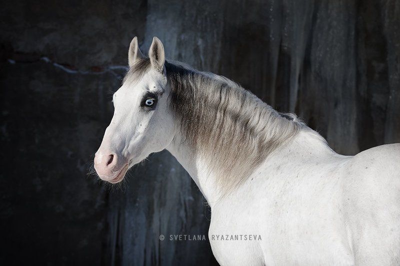 horse, white, grey, portrait, портрет, лошадь, лошади awesome фото превью