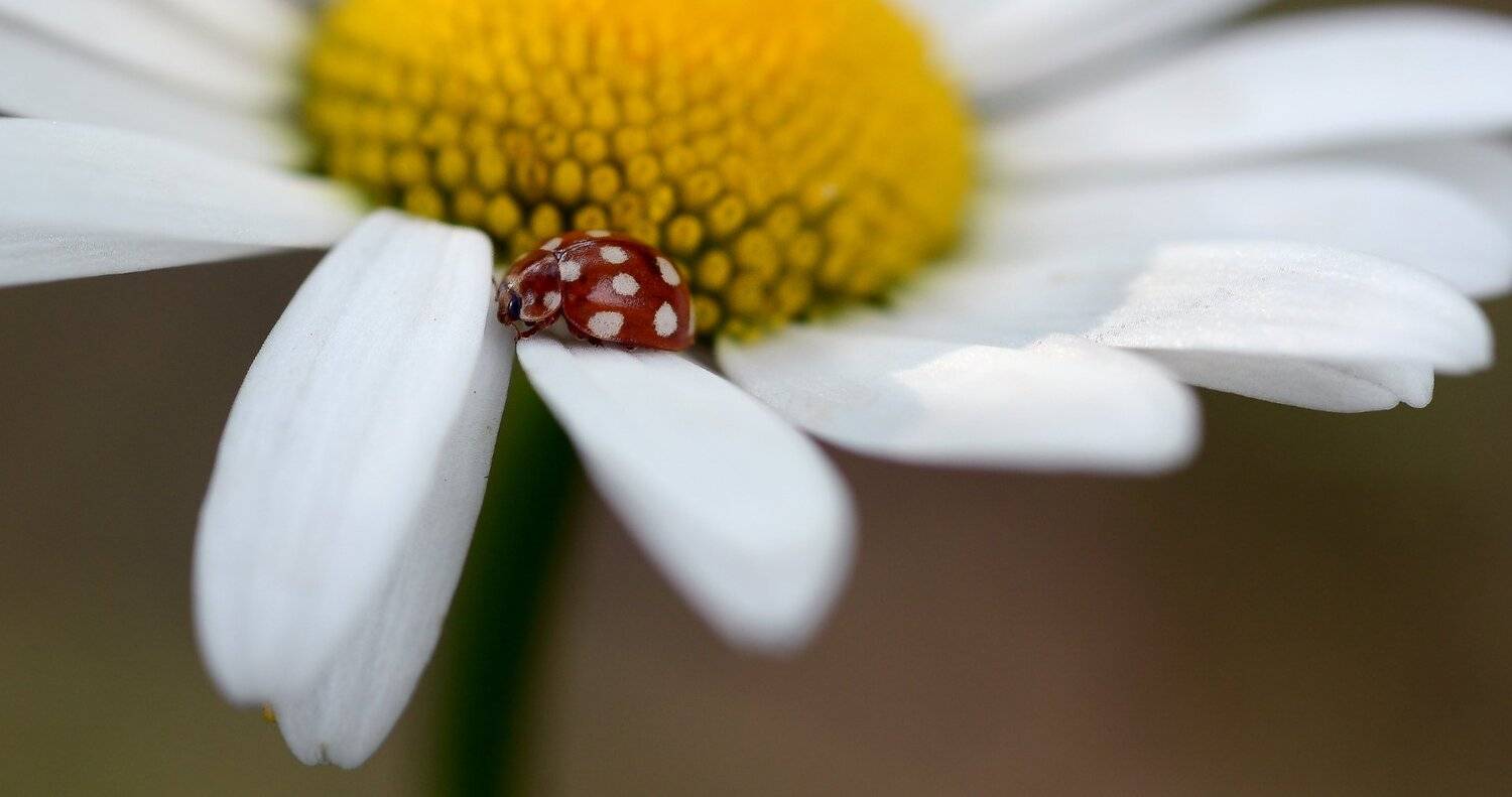 природа, макро, цветы, ромашка, насекомое, жук, божья коровка, кальвия четырнадцатипятнистая,, Неля Рачкова