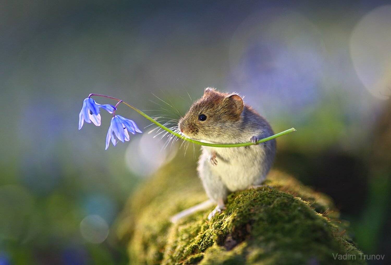 , Вадим Трунов