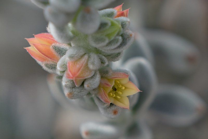 Цветок кактуса фото превью