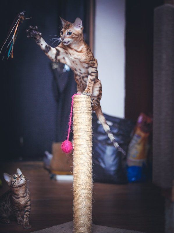 mr.filler Давай Джокер !!! Лови её, лови!!! Сегодня по любому не уйдет, я снизу прикрою!!! фото превью