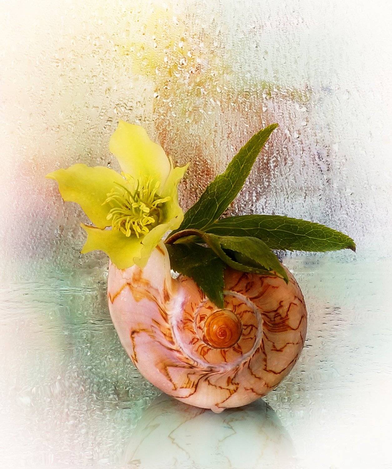 цветы, ракушка, море акварель вода, Айснер Юлия