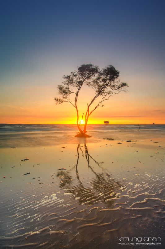 Lonely tree фото превью
