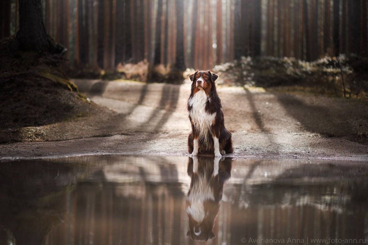 собака, лес, природа, Анна Аверьянова