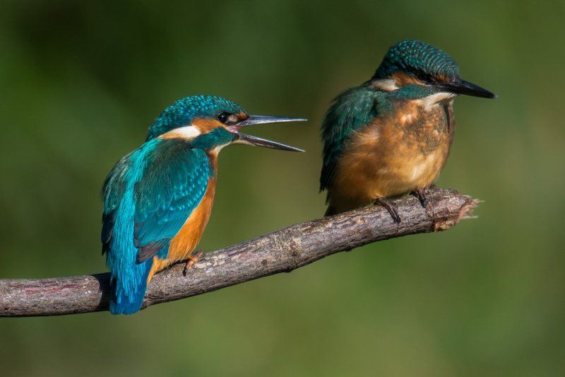 Nature фото превью