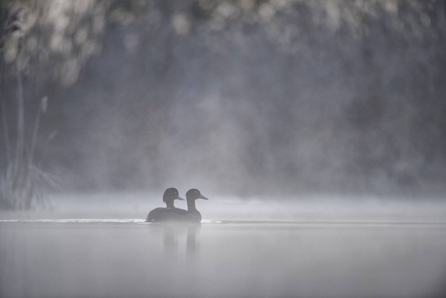 Tufted duck; Aythya fuligula; Birder's Corner; Birds, Dominik Chrzanowski