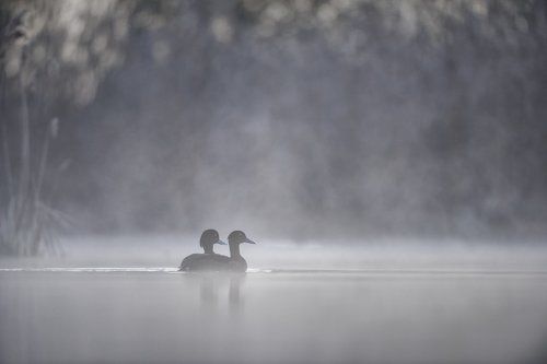 The Tufted duck (Aythya fuligula)