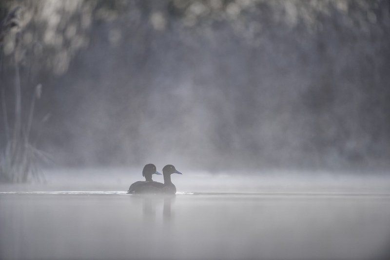 Tufted duck; Aythya fuligula; Birder\'s Corner; Birds The Tufted duck (Aythya fuligula) фото превью
