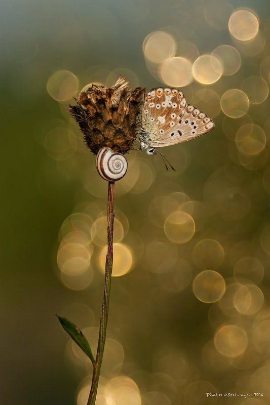 macro nature butterfly Just Visiting фото превью