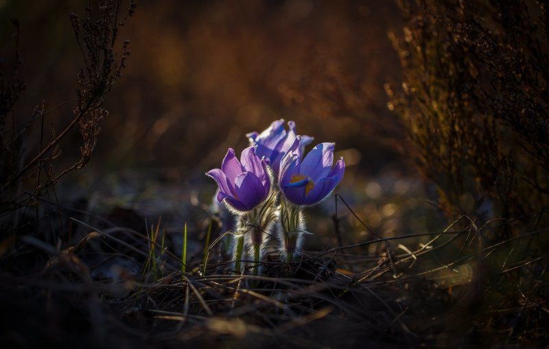 сон-трава,первоцвет,прострел,весна,макро Сон-трава.. фото превью