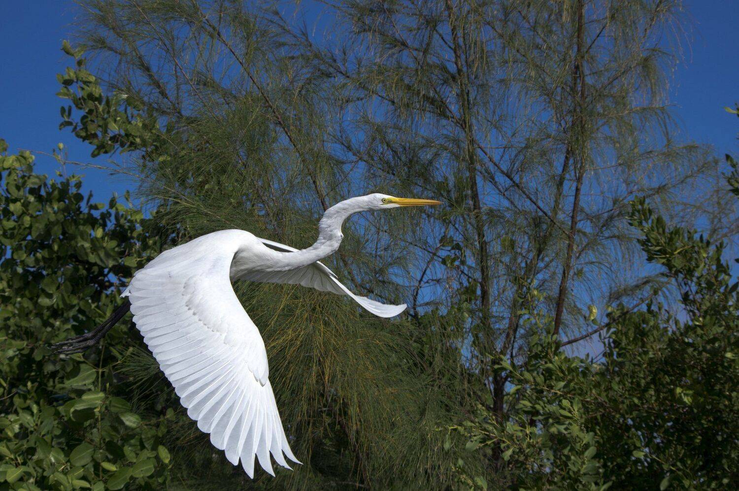 birds,animals,cuba,cayo guillermo,, Jacek