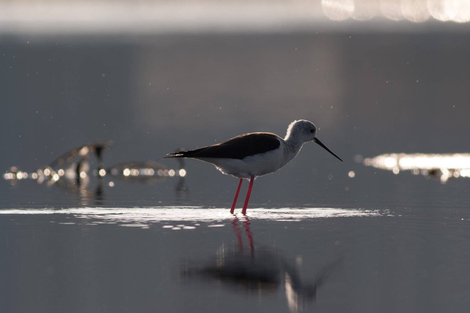 , Desislava Todorova