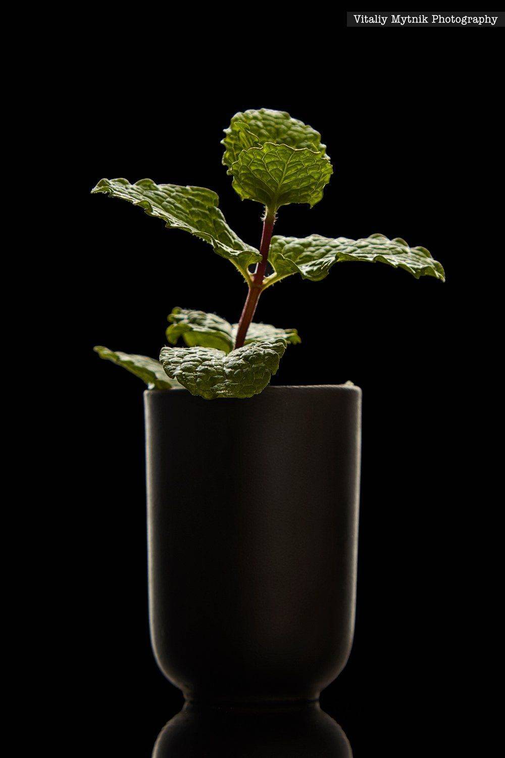 мята, стакан, чашка, натюрморт, азия, чай, свежесть, посуда, свет, фотограф виталий мытник, photographer_vitaliy_mytnik, vmph,, Виталий Мытник