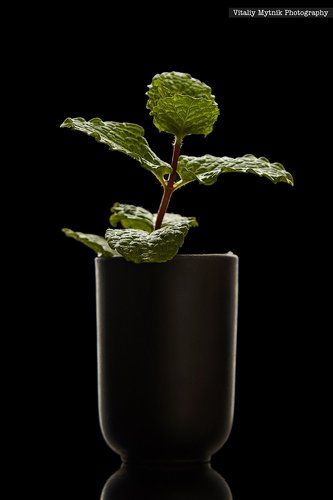 мята в стакане