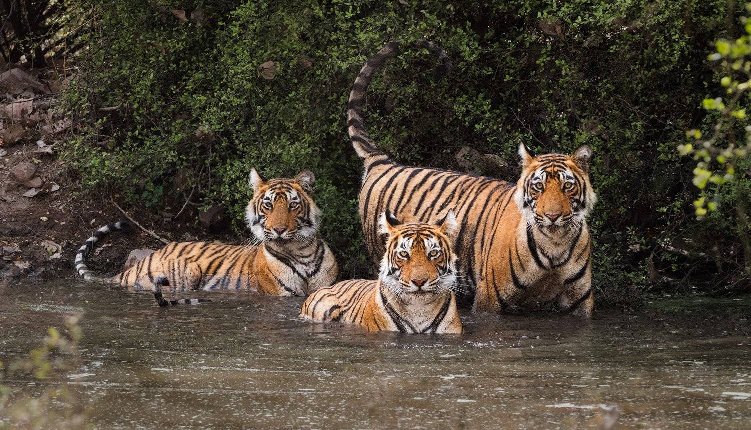 индия, Андрей Ведерников