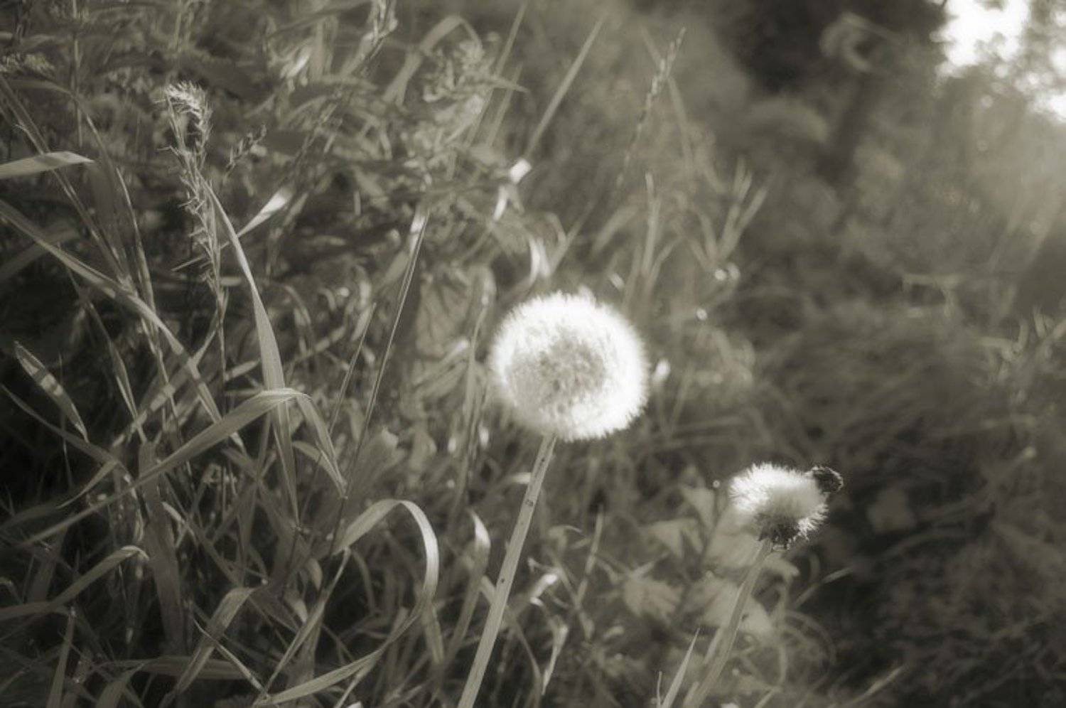 одуванчик, Ирина Курмалеева