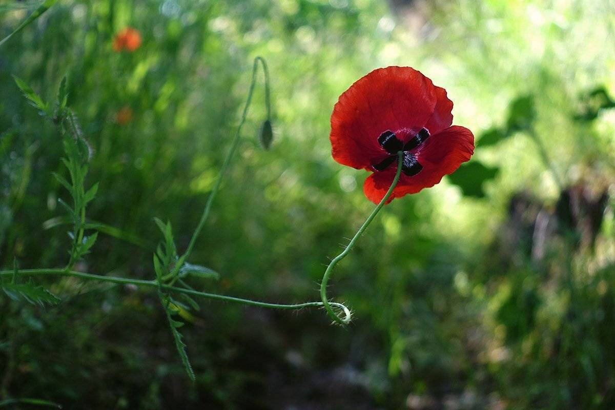 morning poppy. Автор: mustafa yagci , mustafa yagci