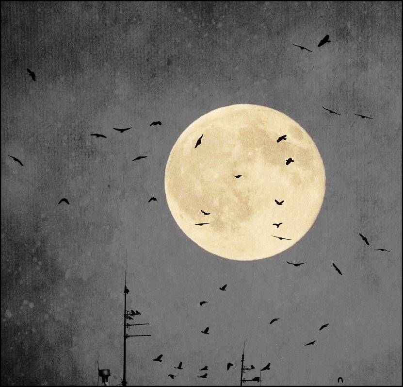 , Krzysztof Trojanowski