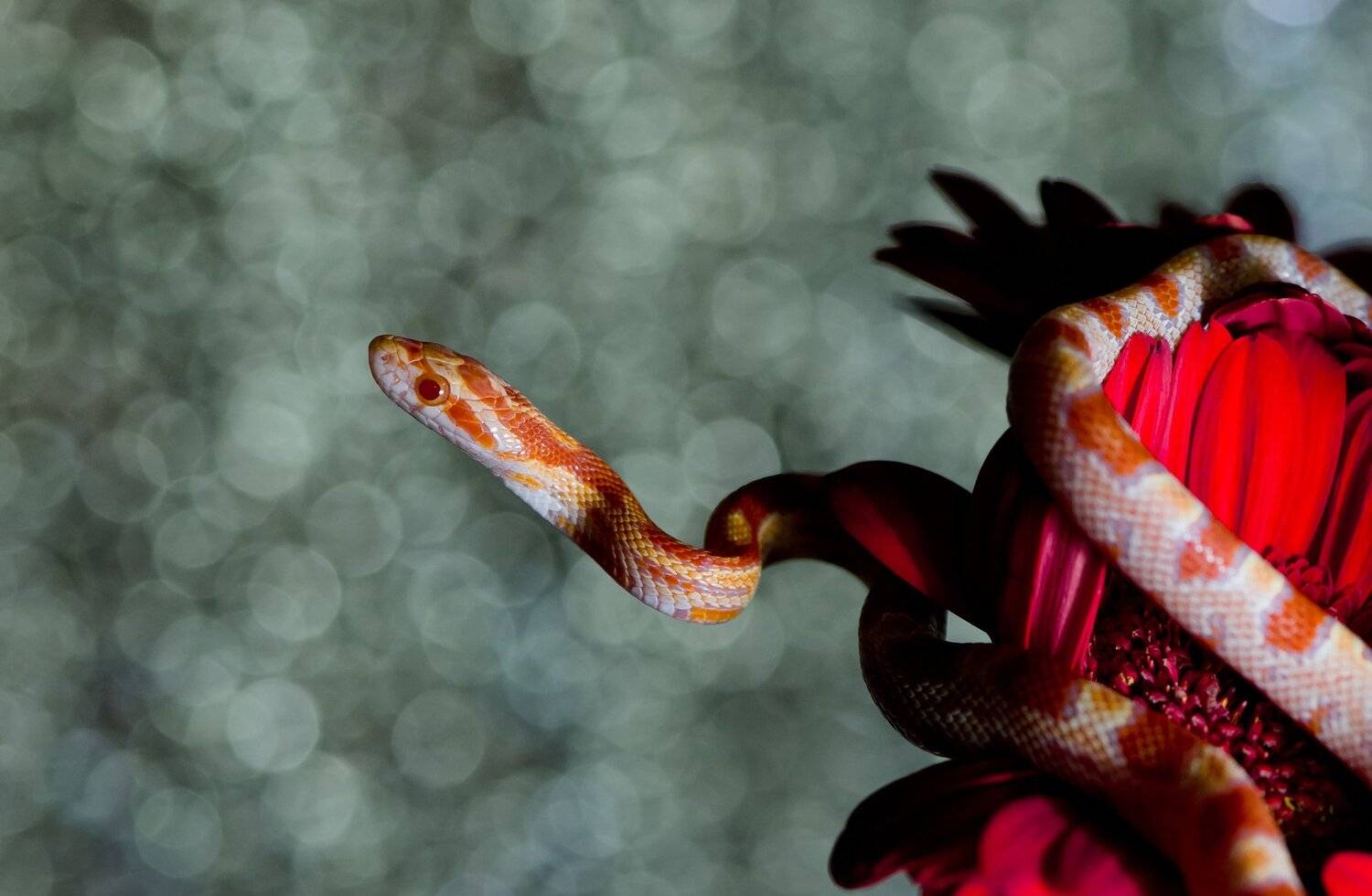 боке, блики, змея, маисовый полоз, питомец, рептилия, пресмыкающееся, цветок, изгибы, линии, красный, зелёный, Ксения Соварцева