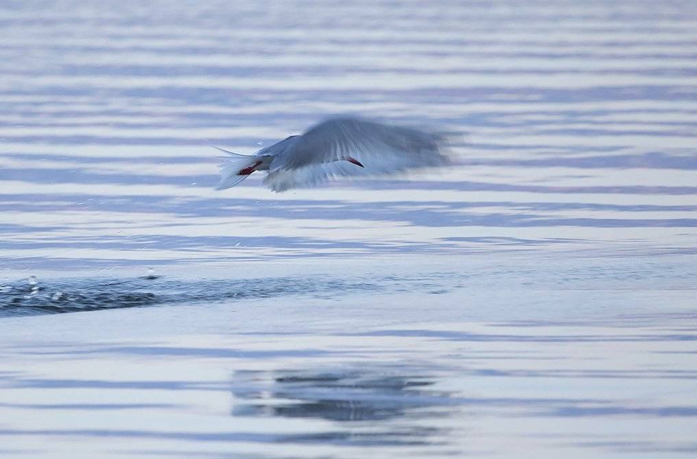 , Иваненко Светлана
