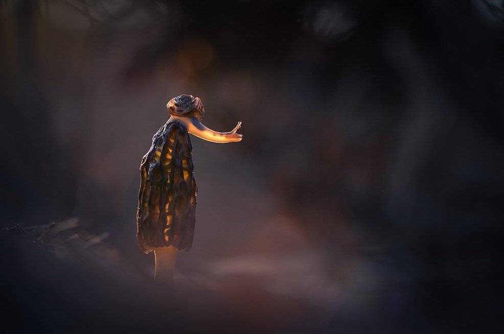 , Вячеслав Мищенко