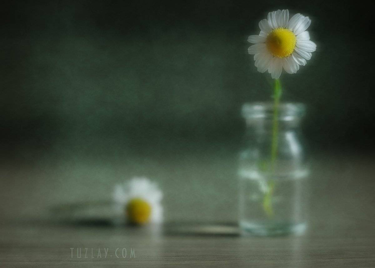 ромашка, пузырек, Владимир Тузлай