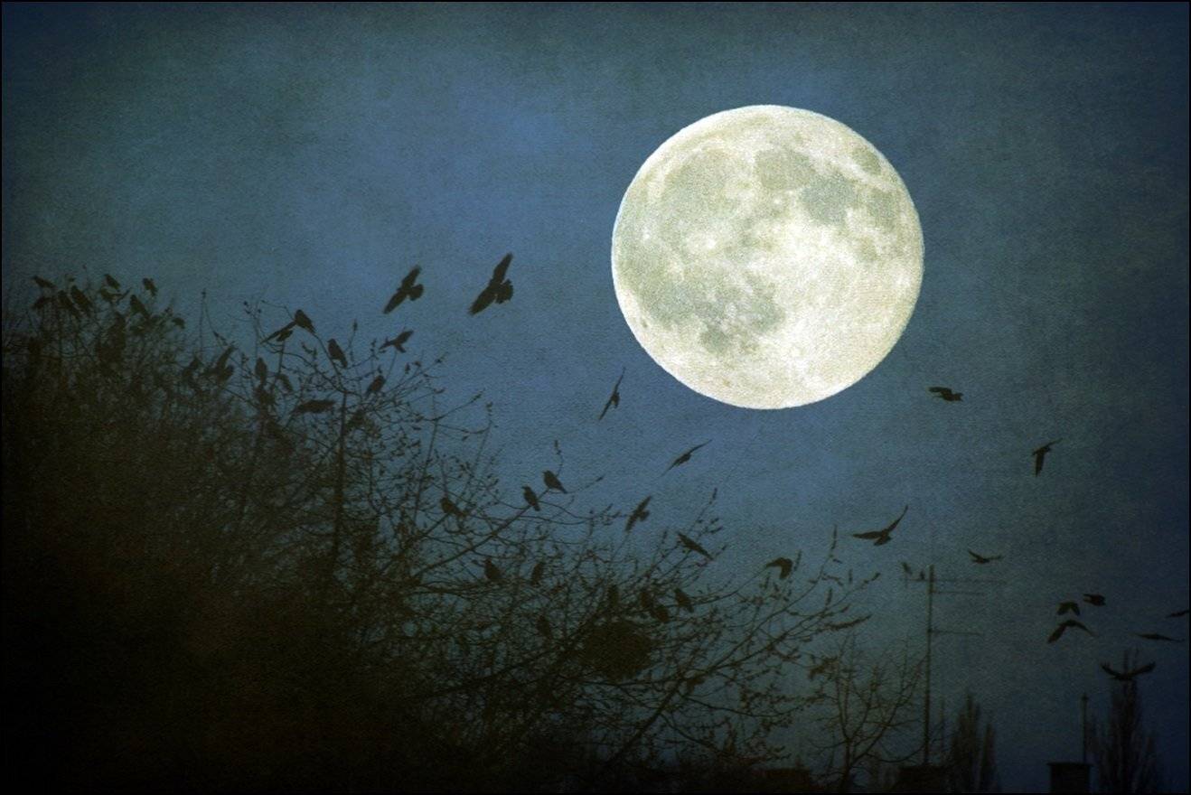 , Krzysztof Trojanowski