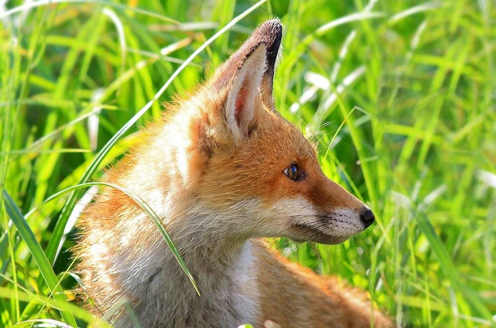 лисёнок, Михаил Крюков