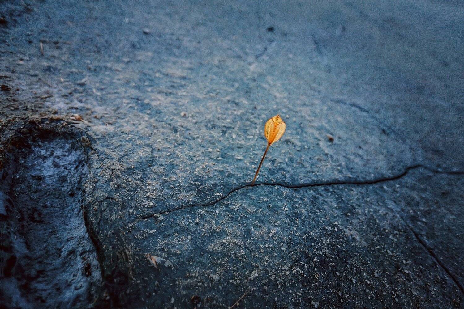 соль,грязь,сухой,цветок,трещина,след,нога,трещины,вечер,ночь,желтый,росток,пейзаж,макро,опук,россия,крым, Elena Pakhalyuk
