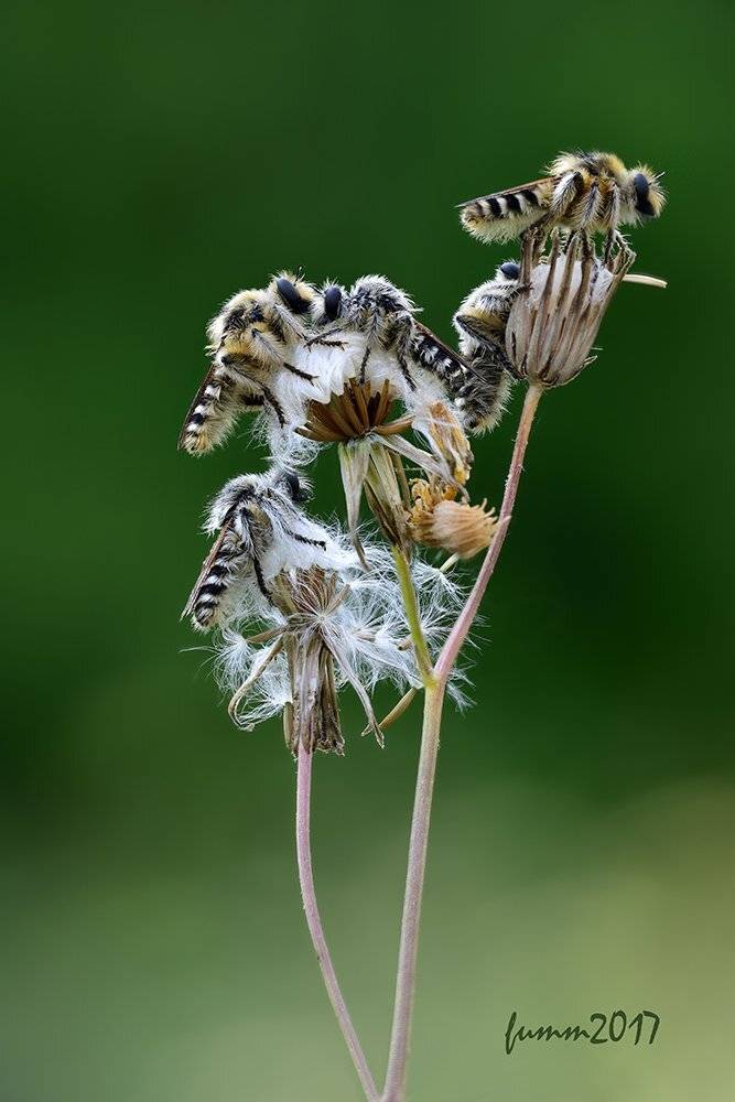 , Игорь ФУММ