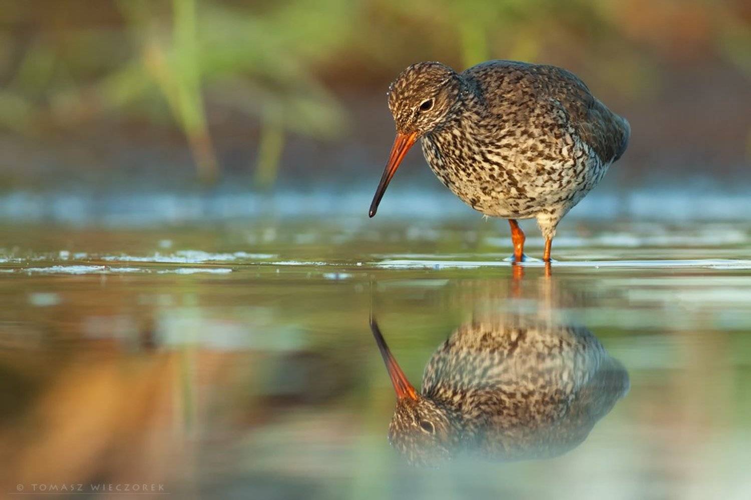 mirror, sunrise, lake, pond, polish, poland, wildlife, hide, reflection, light, bird, may, spring, Tomasz Wieczorek
