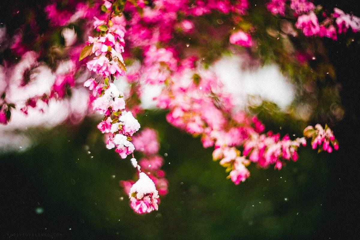 , Юрий Коваленко