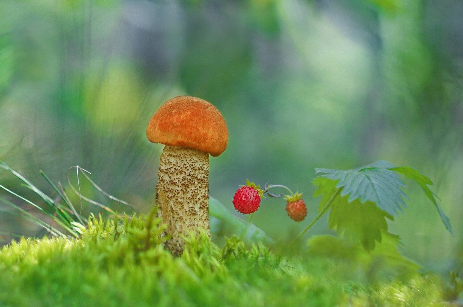 грибы, природа, гелиос, Александр Гвоздь