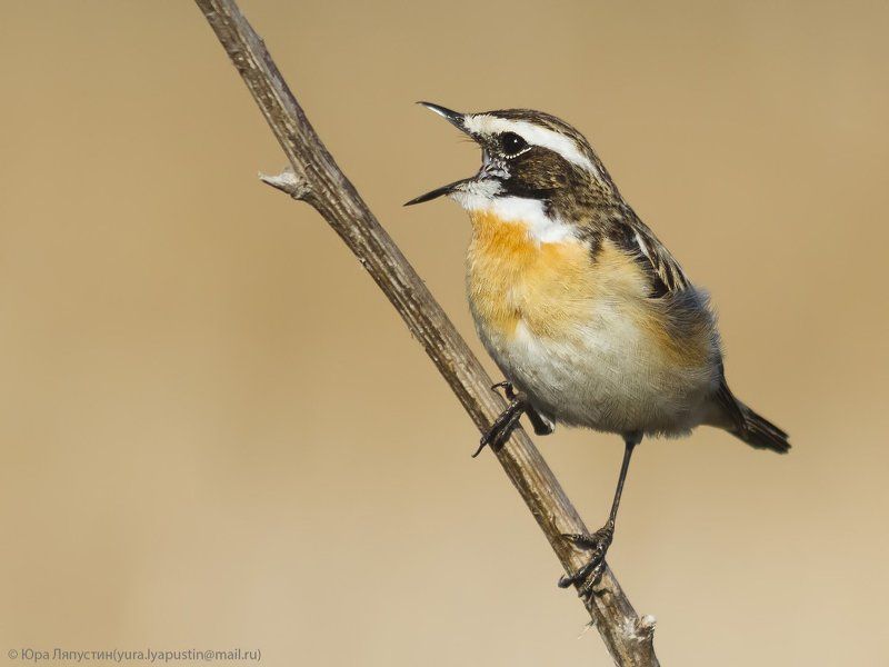 чекан, Луговой чекан. фото превью