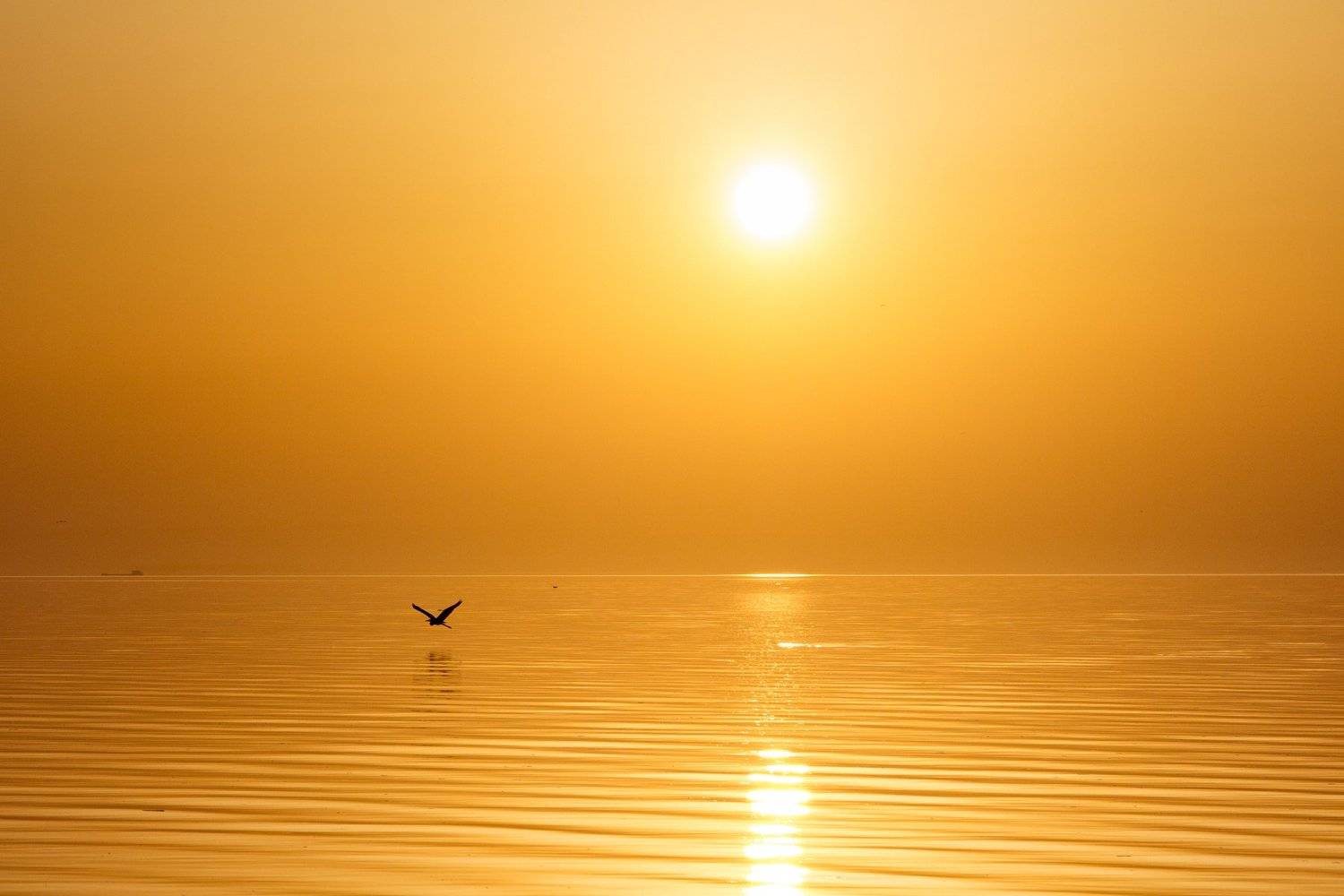 закат, море, солнце, вода, птица, золото, отражение, пейзаж минимализм, Арнольд