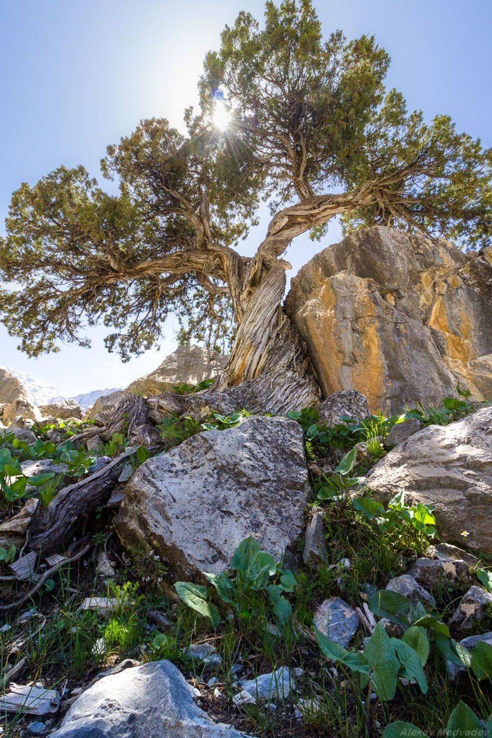  	горы, скалы, Таджикистан, фаны, арча, горное	, Алексей Медведев