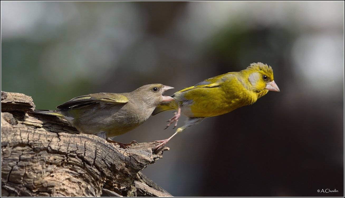 зеленушки,весна,уноси,ноги, Александр Чувилин