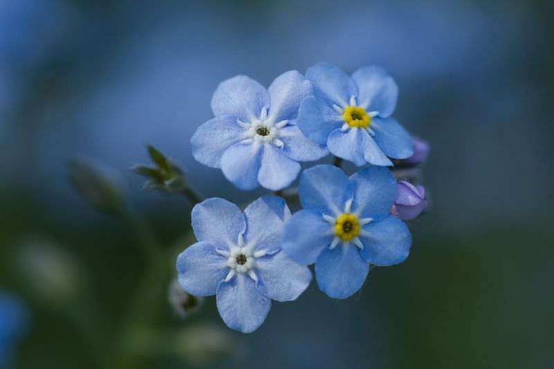 Незабудковое настроение... фото превью