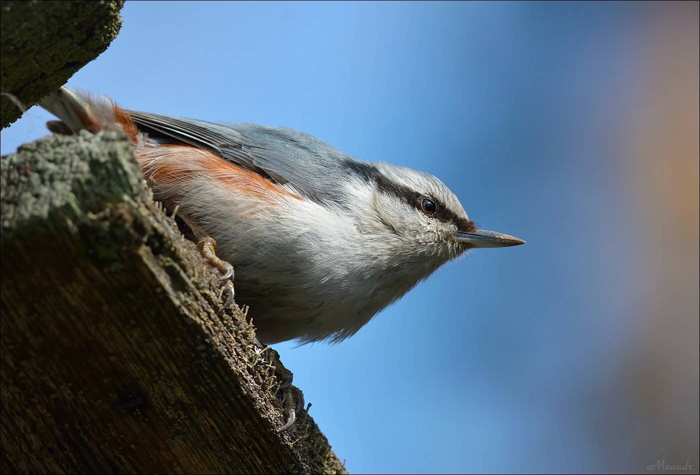 поползень, Андрей Медведев